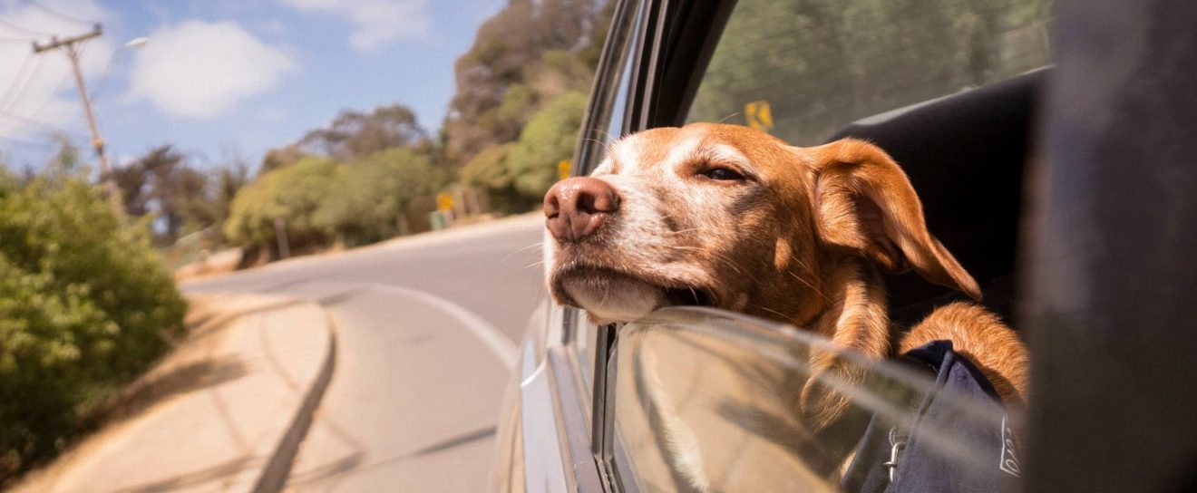 Méthodes faciles pour ajouter un schéma dans WordPress