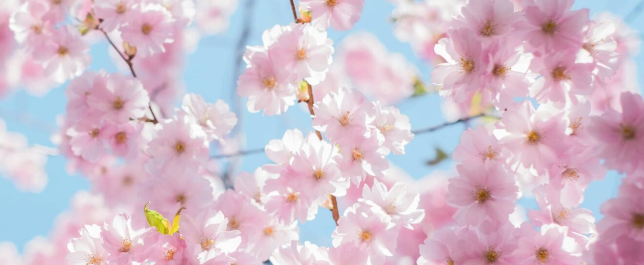 Mises à jour pour Google, ChatGPT et Bing, mais le web est-il mort ? – Actualités SEO février 2026