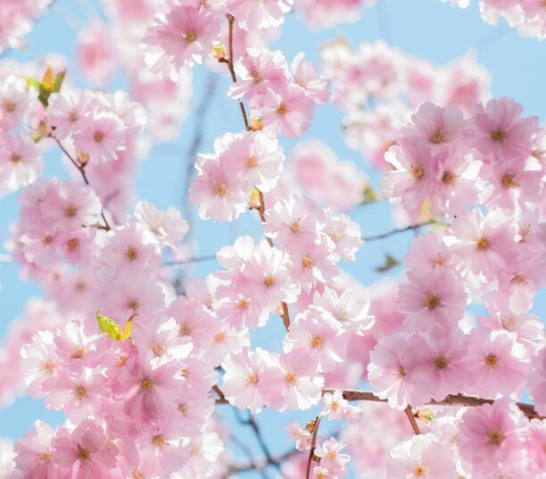 Mises à jour pour Google, ChatGPT et Bing, mais le web est-il mort ? - Actualités SEO février 2026