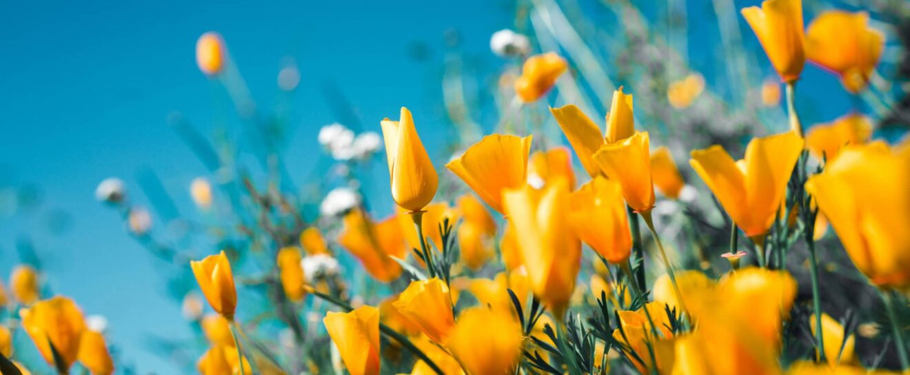 Blocage de la date de modifiation, importation réglages SmartCrawl, balise de vérification de domaine pour Facebook – SEOPress 9.6