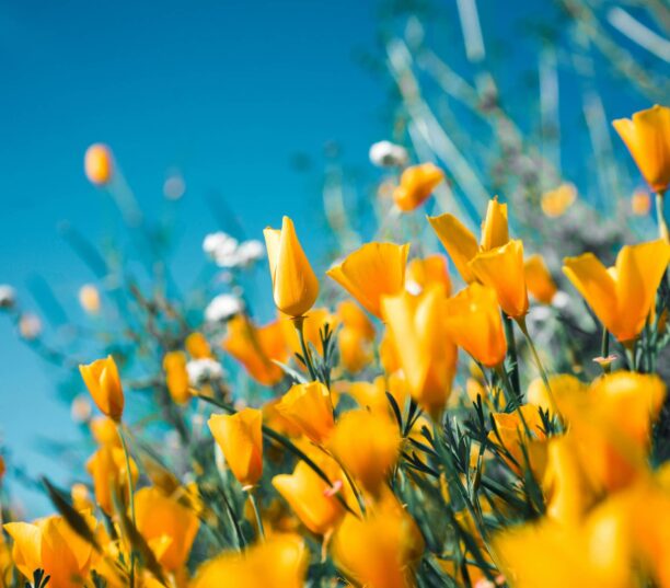 Freeze Post Modification Date, SmartCrawl Settings Import, Facebook Domain Verification Meta Tag - SEOPress 9.6