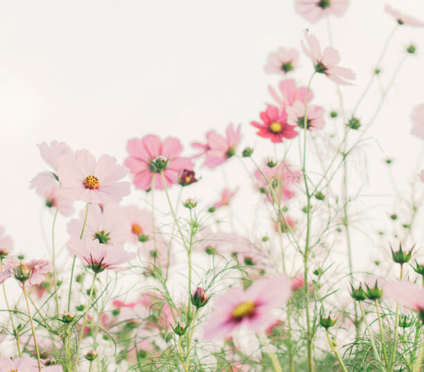 A Major Update with a Brand-New React UI and Powerful Features – SEOPress 9.7