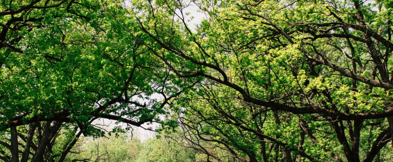 Faster Performance, Custom Keyword Tracking & Powerful New Dashboard – SEOPress Insights 3.0